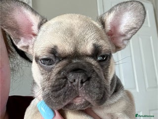 French Bulldog dogs - Advert 26