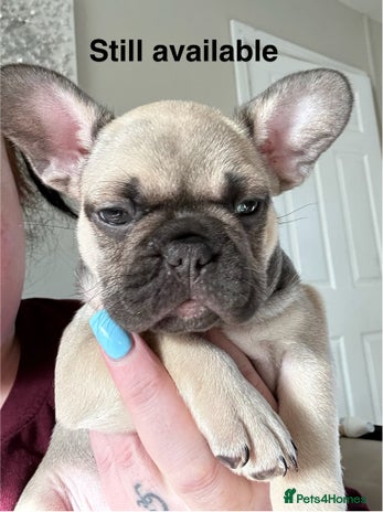 French Bulldog dogs - Advert 14