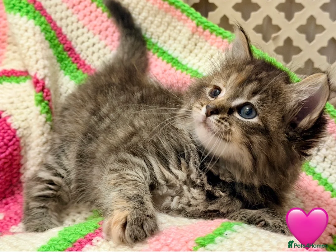 Mixed Breed cats for sale: 💖 MAINE COON X RAGDOLL *PARENTS HEALTH TESTED* 💖 - Advert 25