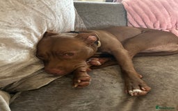 Mixed Breed dogs for sale: Female staff for sale - Image 2