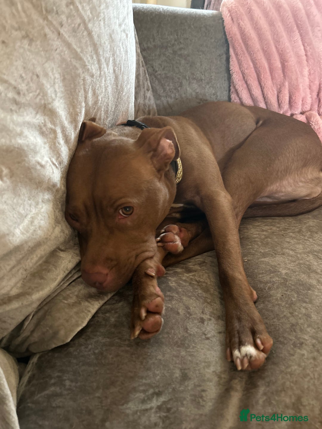 Mixed Breed dogs for sale: Female staff for sale - Image 2