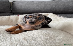 Miniature Dachshund dogs for sale: Adorable Miniature Dachshund Puppies  - Image 5