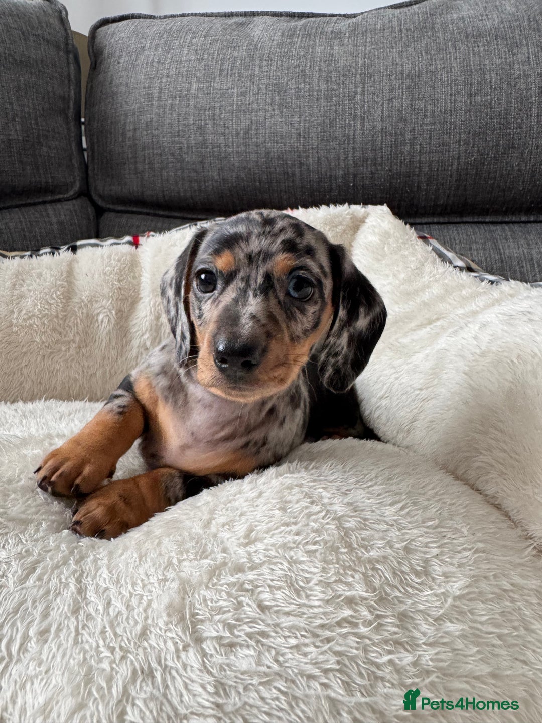 Miniature Dachshund dogs for sale: Adorable Miniature Dachshund Puppies  - Image 5