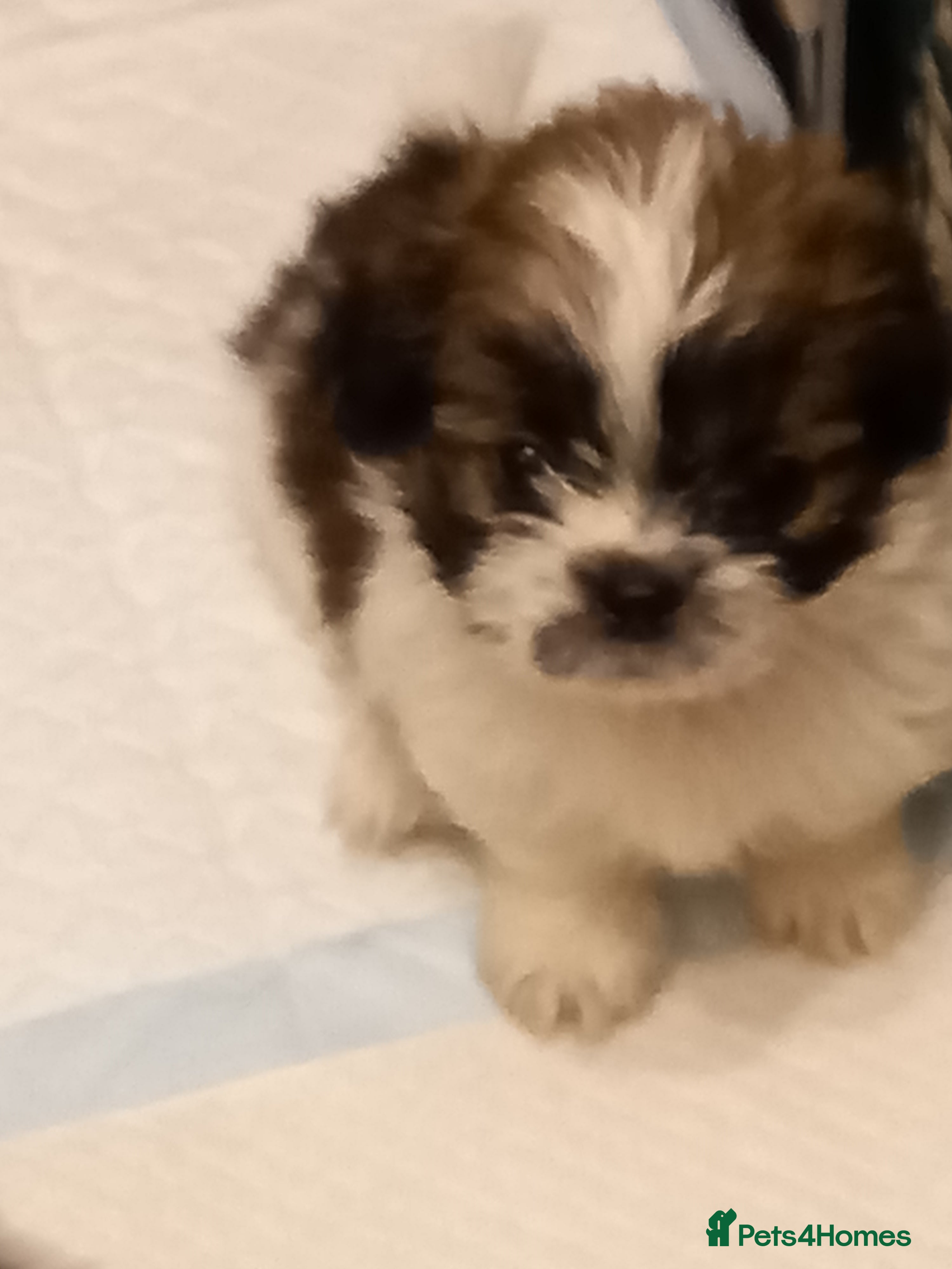 Mixed Breed dogs Shih tzu Cross chihuahua  - Advert 12
