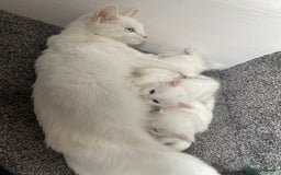 British Shorthair cats for sale: White SHD Kittens for sale - Image 11