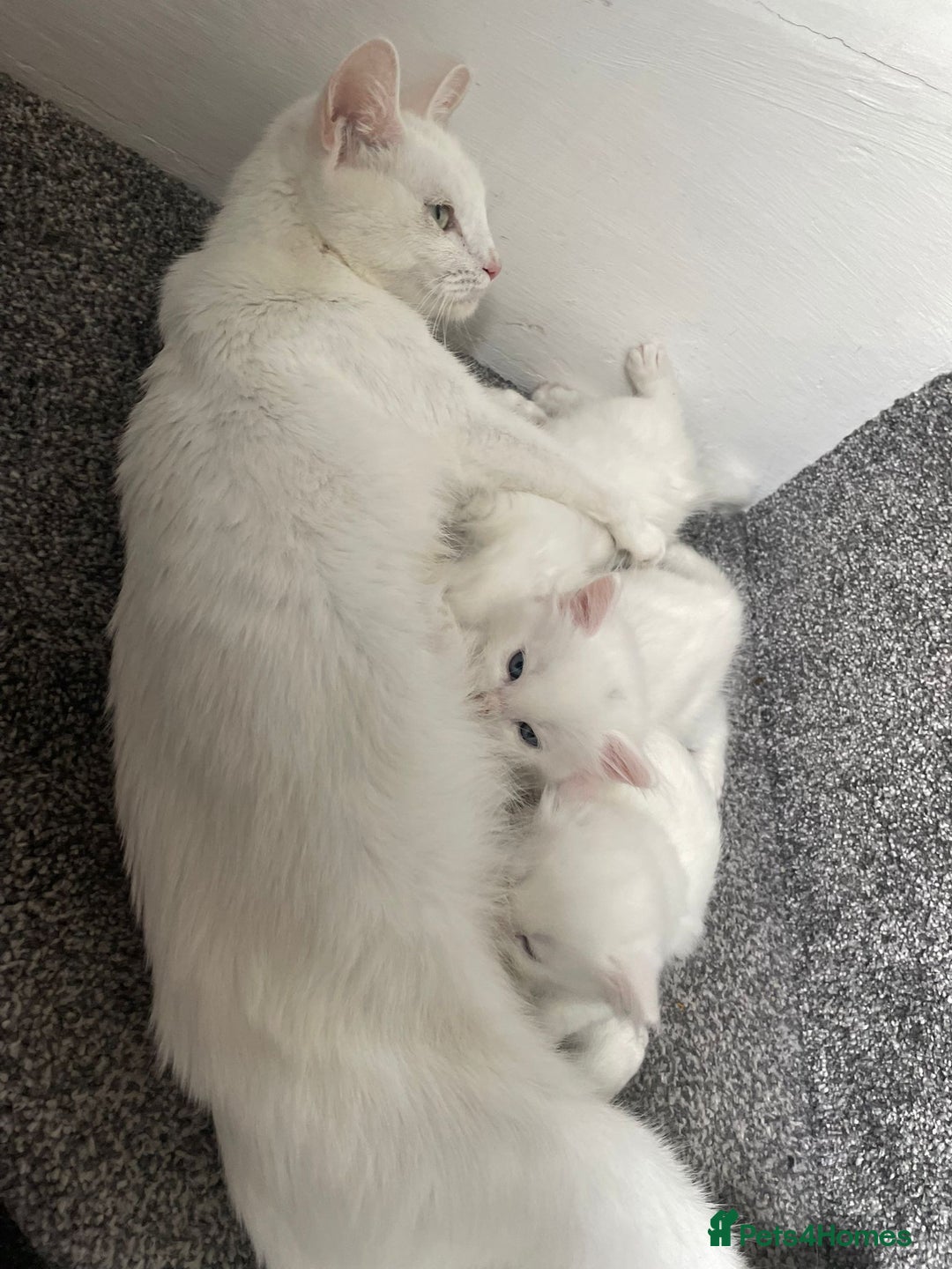 British Shorthair cats for sale: White SHD Kittens for sale - Image 11