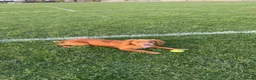 Cocker Spaniel dogs for sale: 1 year old working cocker spaniel  in Dalkeith - Advert 2