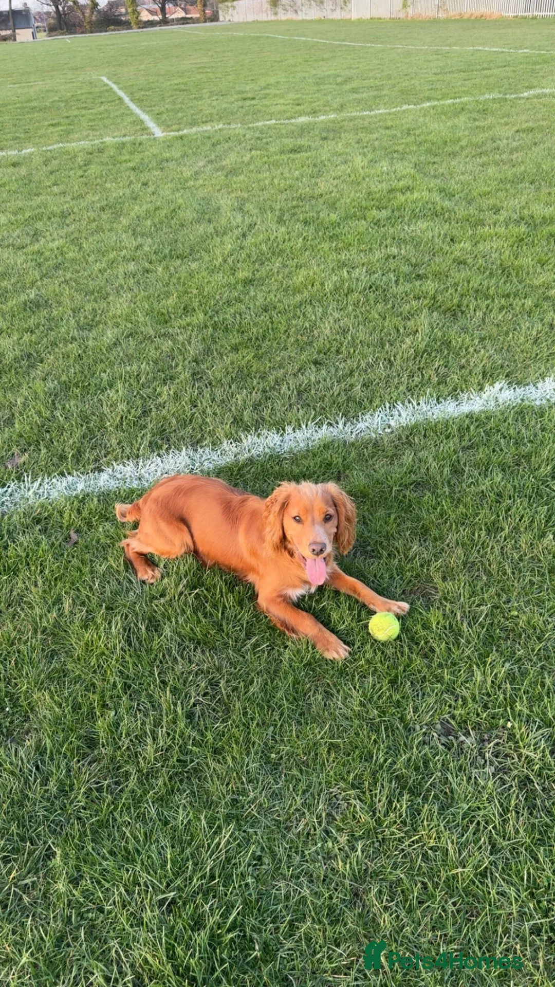 Cocker Spaniel dogs for sale: 1 year old working cocker spaniel  in Dalkeith - Advert 2