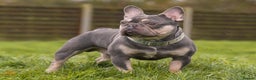 French Bulldog dogs for stud: Lilac and tan French bulldog package deal  in Basildon - Advert 4