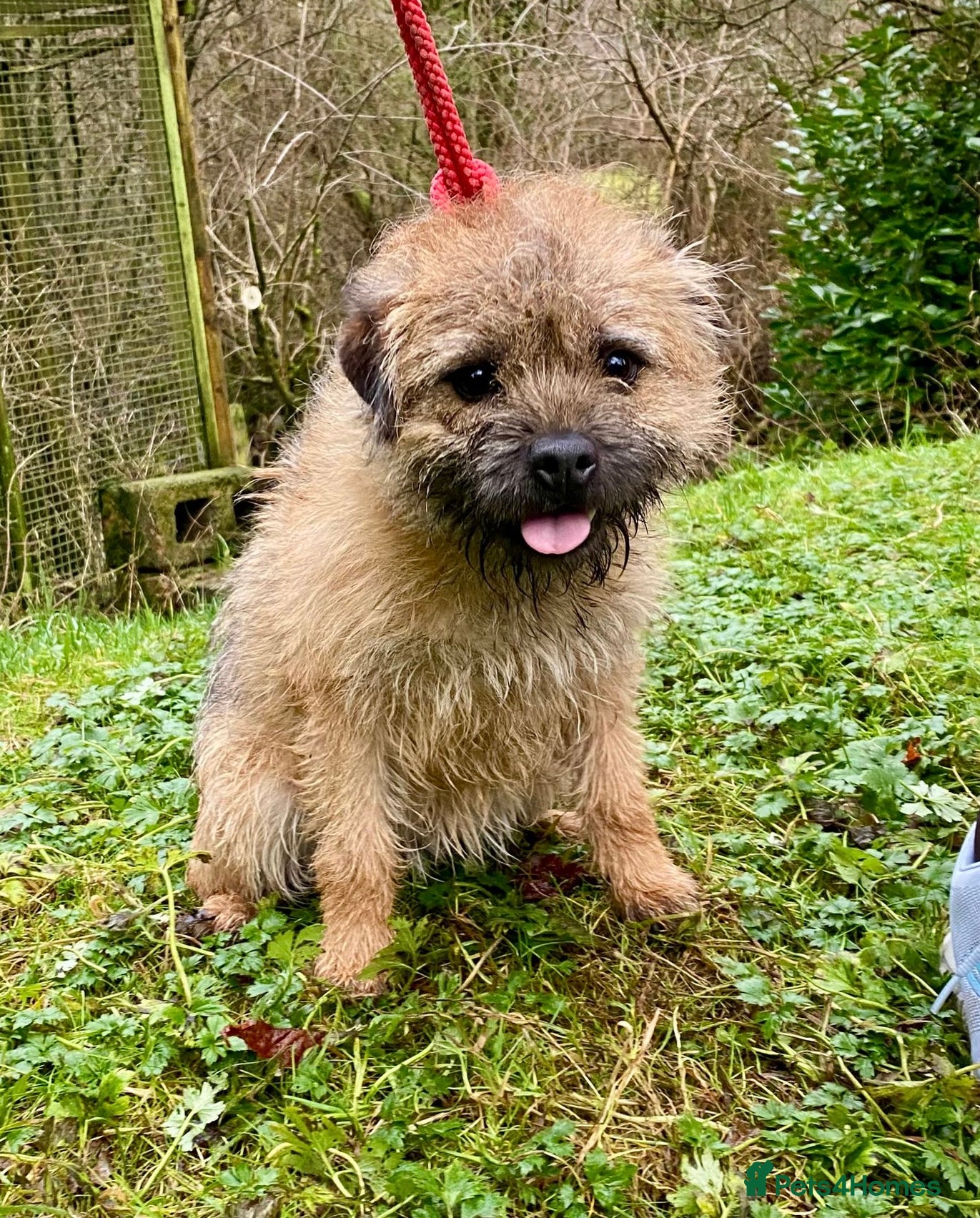 Border Terrier dogs BORDER TERRIER ADULT BITCH - Advert 1