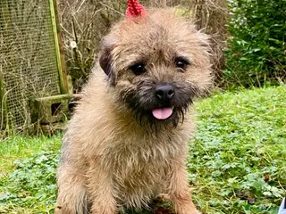 Border Terrier dogs BORDER TERRIER ADULT BITCH - Advert 4