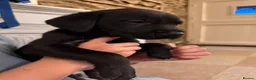 Labrador Retriever dogs for sale: Stunning Labrador pups  - Advert 6