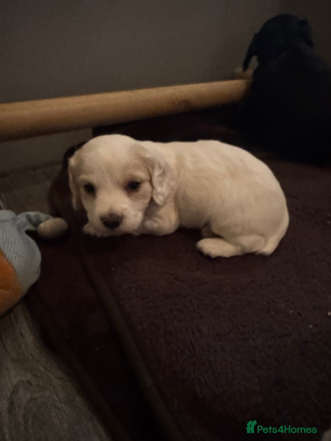 Sprocker dogs for sale: Sprocker spaniel puppies  - Advert 11