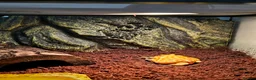 Frog reptiles for sale: Albino horned frog  in Wolverhampton - Advert 7