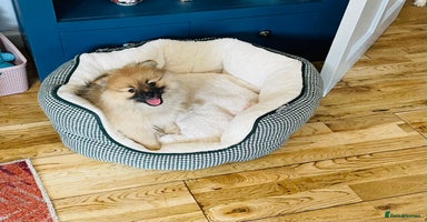 Pomeranian dogs - Advert 15