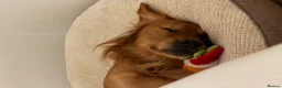 Golden Retriever dogs for stud: HANDSOME DARK GOLDEN RETRIEVER STUD-PICK OF LITTER - Advert 17