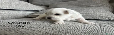 Maltese 1