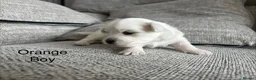 Maltese dogs for sale: Maltese puppies - Advert 9