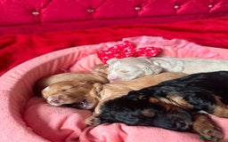 Cockapoo dogs for sale: Stunning Cockapoo Puppies Health Tested  - Advert 3