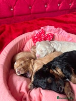 Cockapoo dogs Stunning Cockapoo Puppies Health Tested - Advert 4