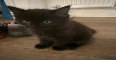 British Shorthair cats - Advert 16
