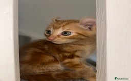 American Curl cats for sale: Kitten for sale - Image 2