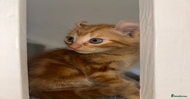 American Curl cats - Advert 3