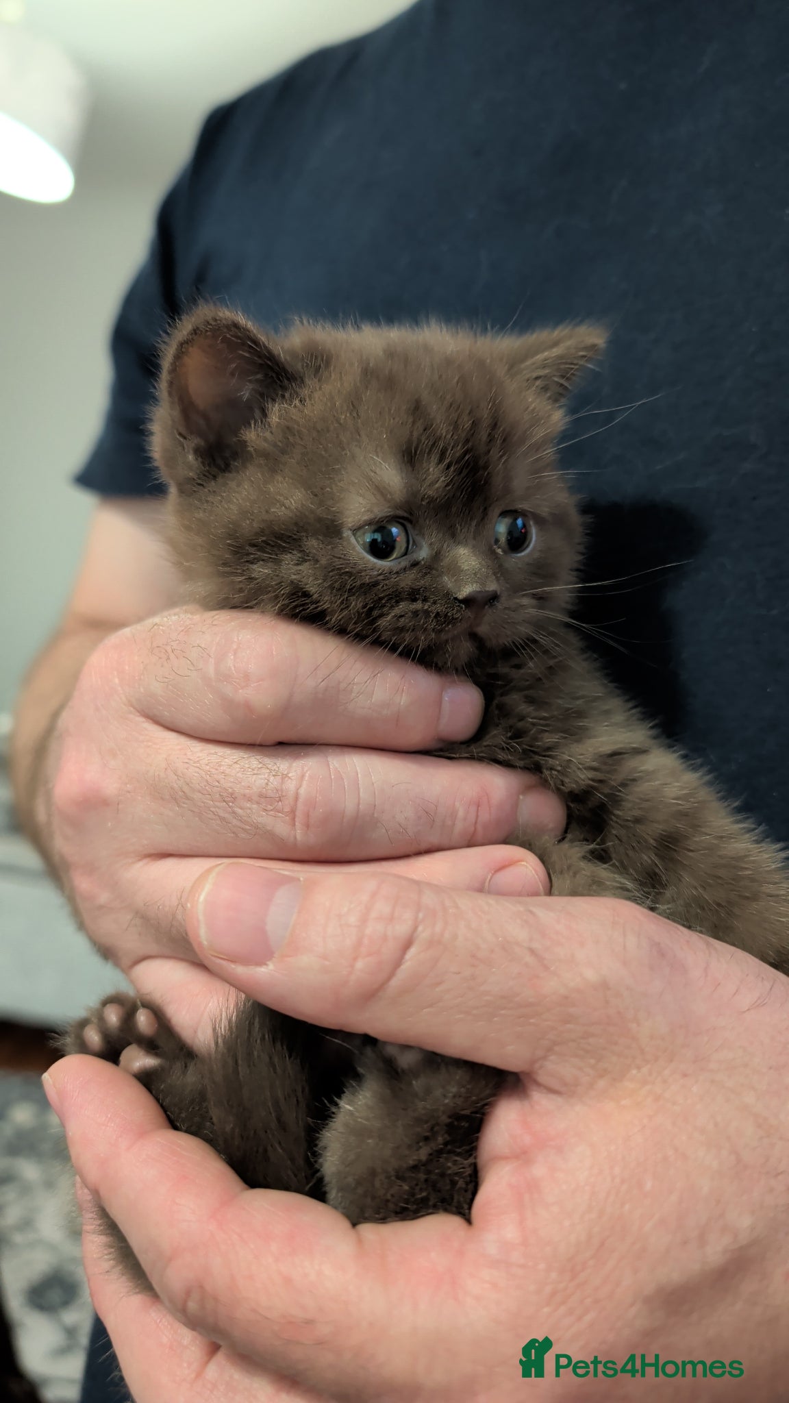British Shorthair cats LAST BROWN Pure British shorthair kitten - Advert 2