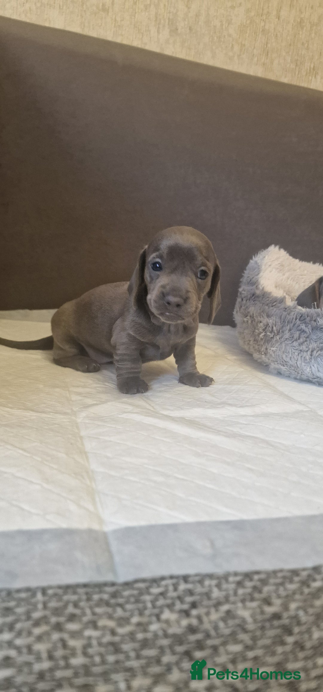 Dachshund dogs for sale: 2 girls and 1 boy miniature dachshund puppies  - Image 5