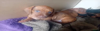 Dachshund 2