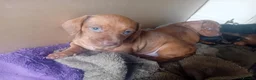 Dachshund dogs for sale: 4 Dachshund Puppies for sale!! - Advert 6
