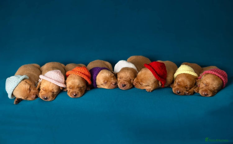 Labrador Retriever dogs - Advert 2