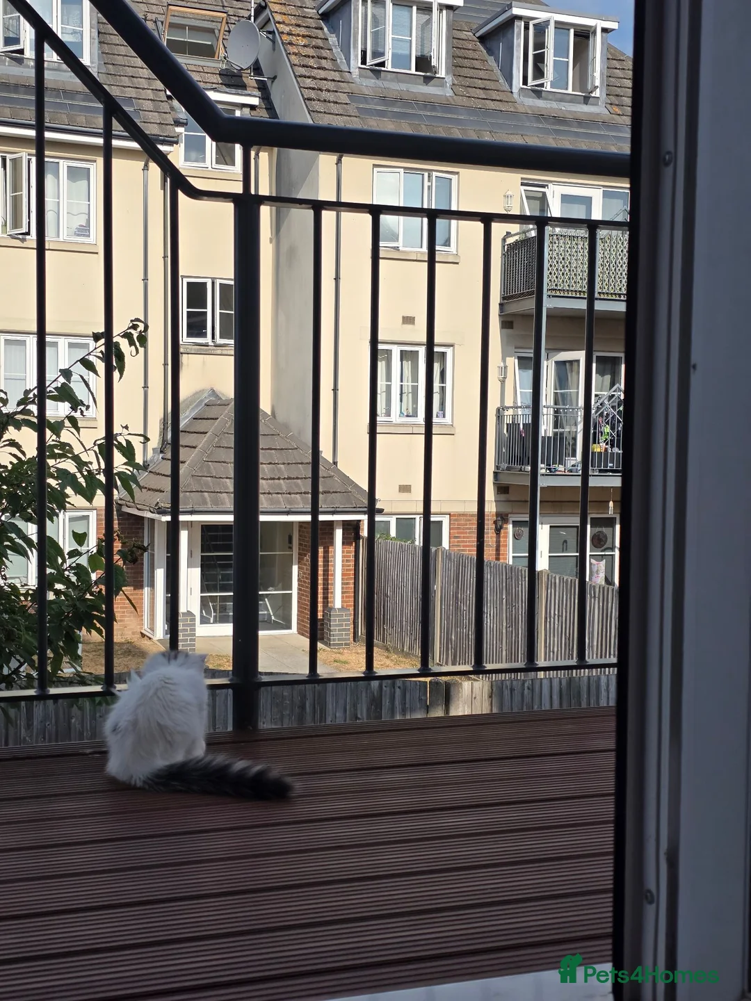 Domestic Shorthair cats for sale: Male cat in Aldershot - Advert 2