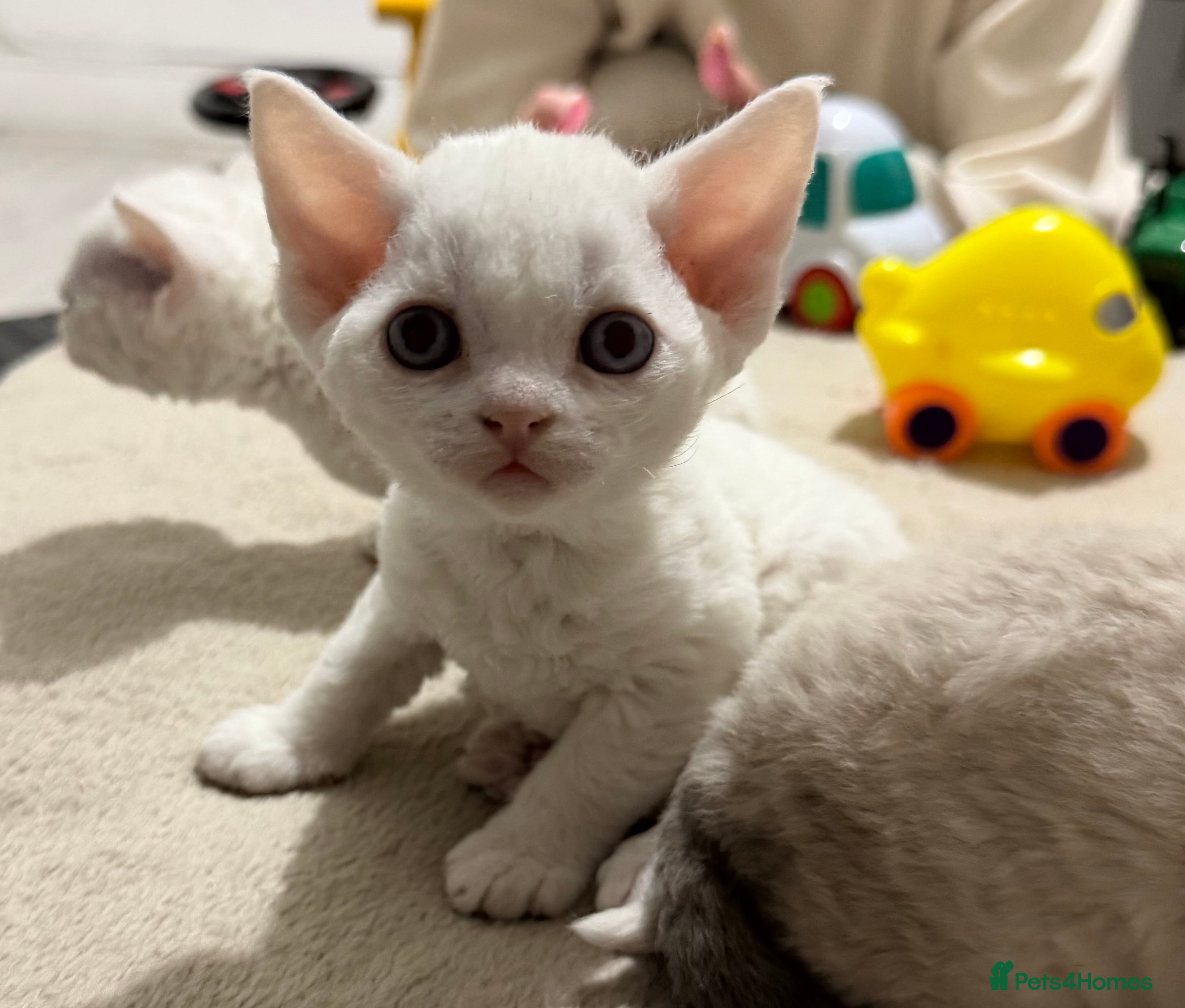 Devon Rex cats beautiful loving Devon kittens - Advert 1