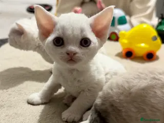 Devon Rex cats beautiful loving Devon kittens - Advert 9