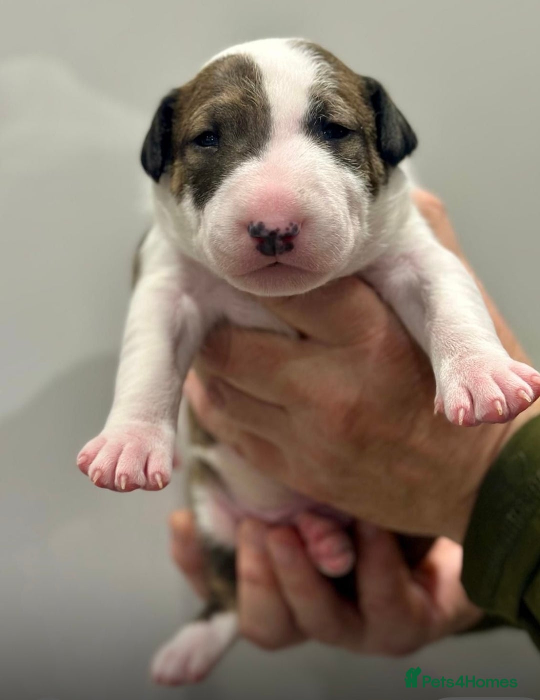 English Bull Terrier dogs for sale: Puppies Available  - Image 5