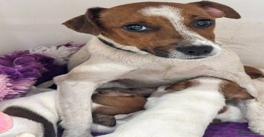Jack Russell dogs - Advert 6