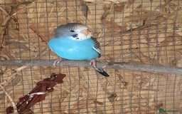 Budgerigars birds for sale: Budgie  - Image 3