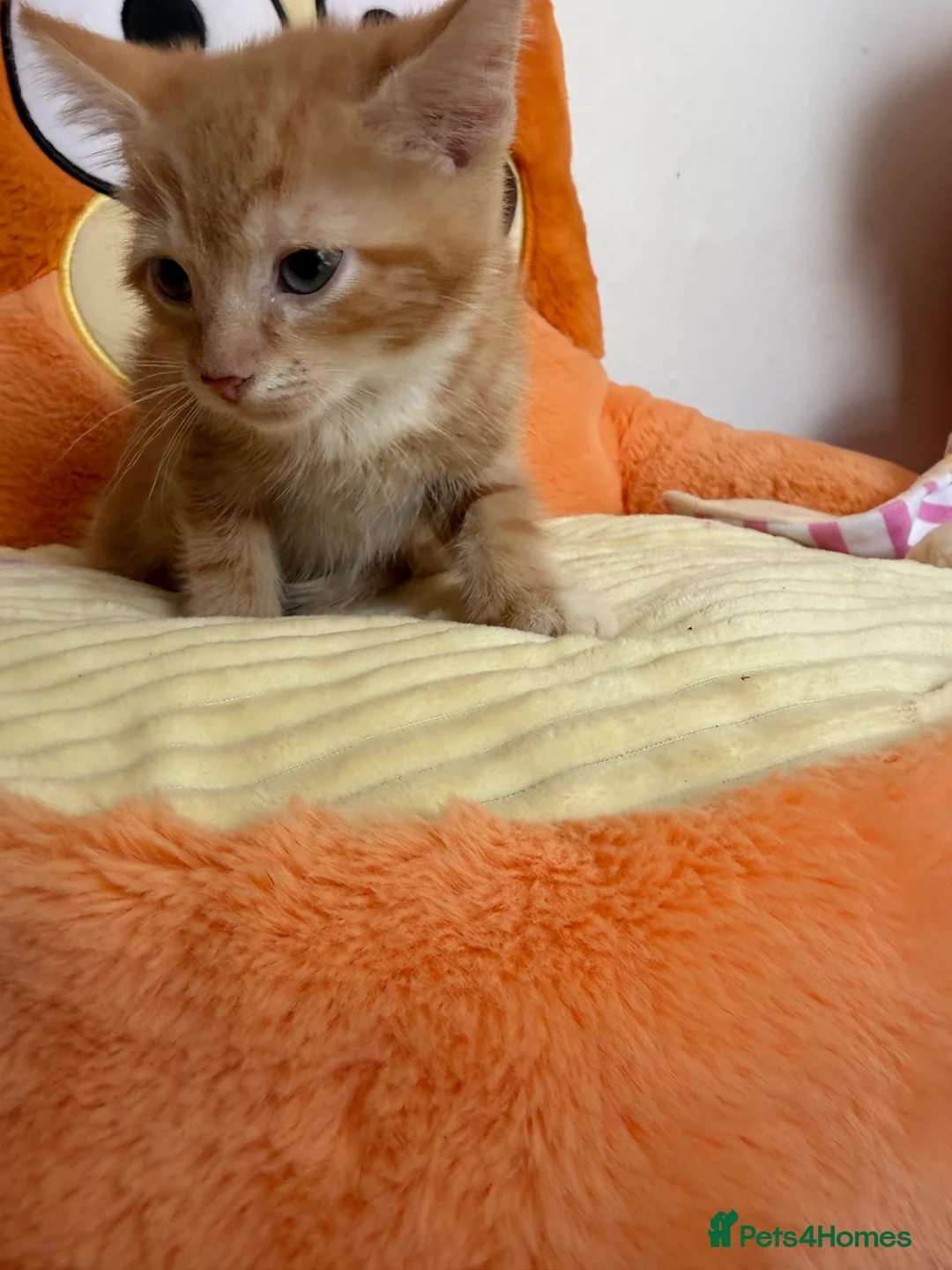 Domestic Shorthair cats for sale: Adorable Kittens Looking for Loving Homes in Willenhall - Advert 2