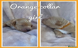 Mini Goldendoodle dogs for sale: Stunning F1 Mini Goldendoodles  - Image 9
