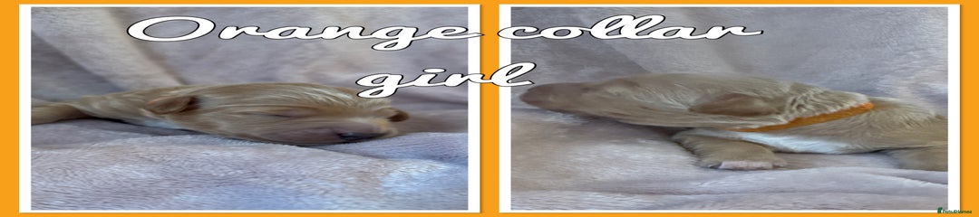 Mini Goldendoodle Puppy 7