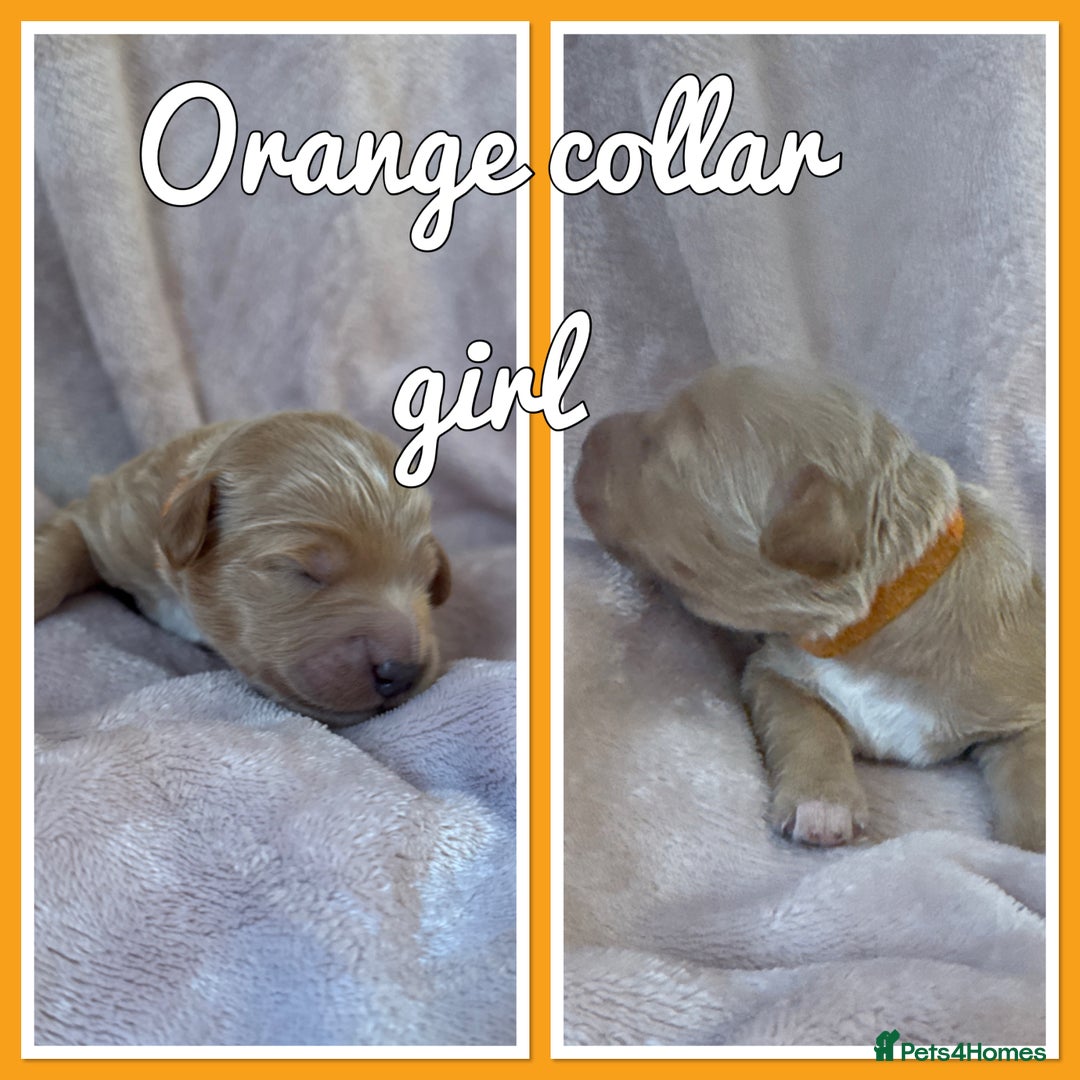 Mini Goldendoodle dogs for sale: Stunning F1 Mini Goldendoodles  - Image 9