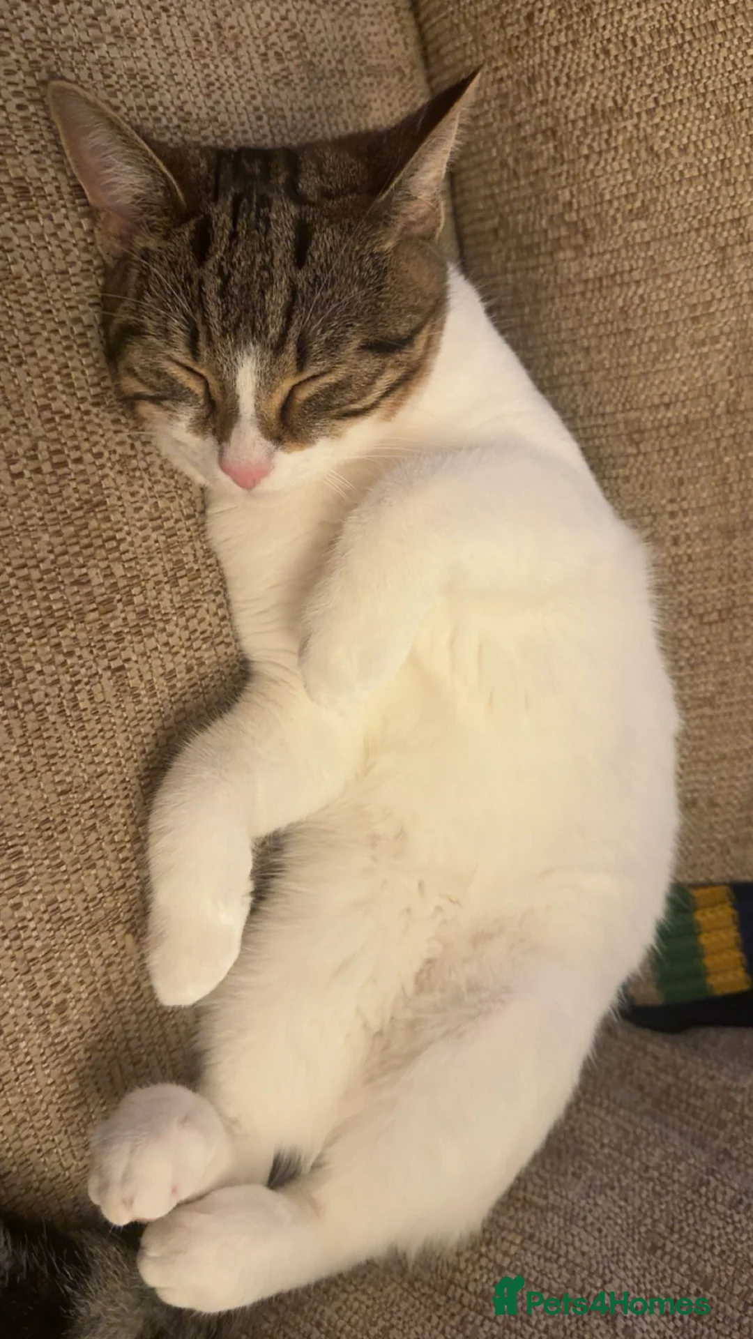 Mixed Breed cats for sale: 1 female cat - Advert 2