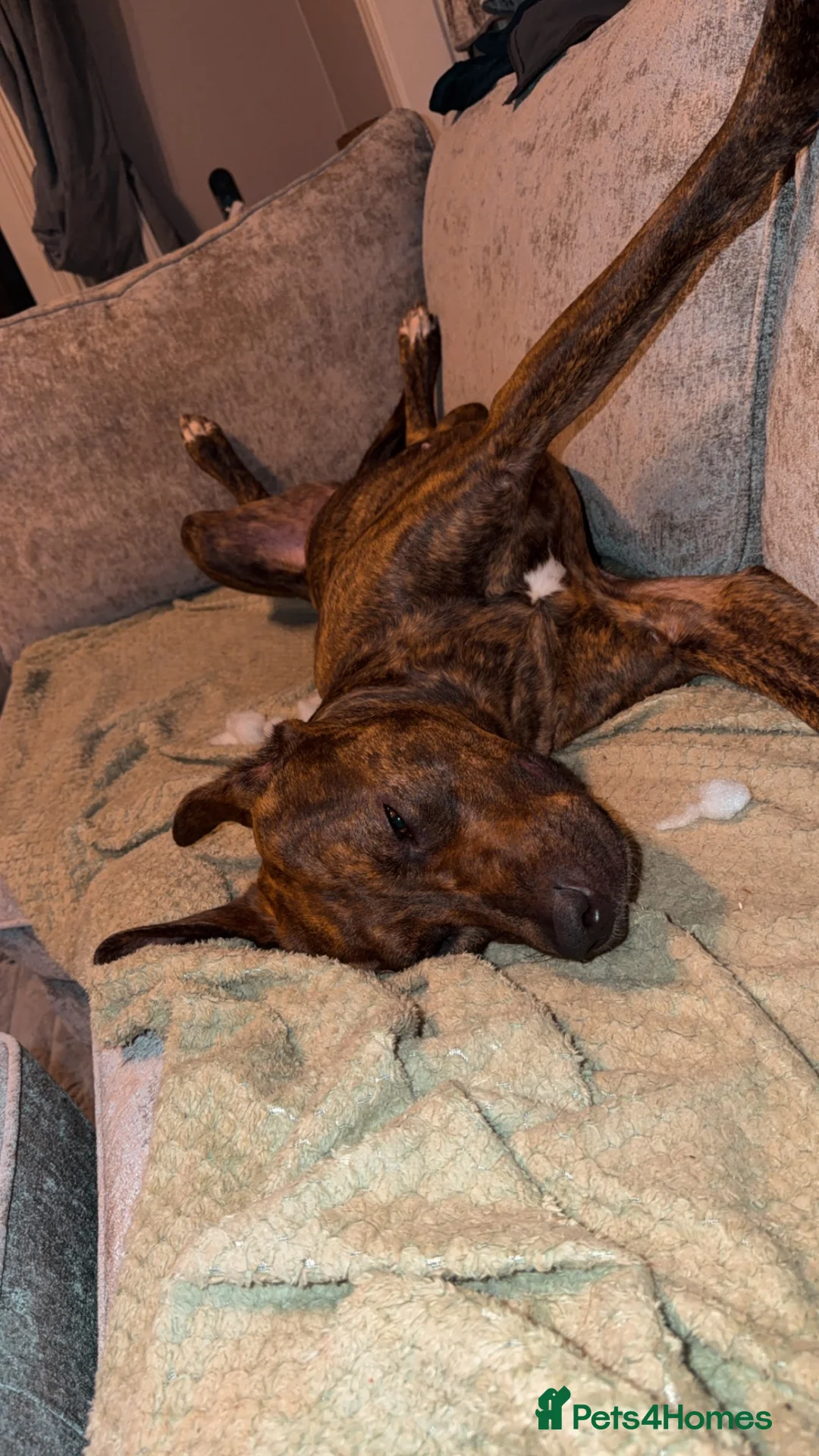 Mixed Breed dogs for sale: 1 year old crossbreed  in Glasgow - Advert 2