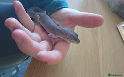 Gecko reptiles for sale: Gizmo the geko - Image 4