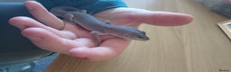 Gecko reptiles for sale: Gizmo the geko - Advert 4