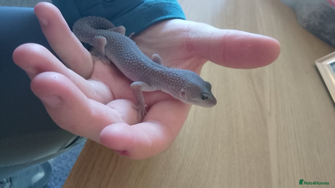 Gecko reptiles for sale: Gizmo the geko - Image 4