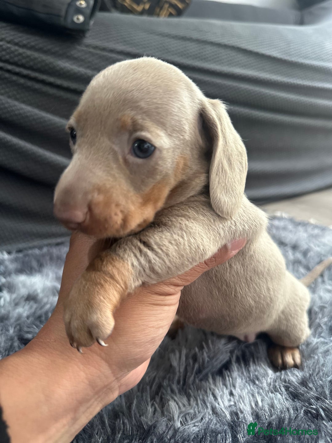 Dachshund dogs for sale: GORGEOUS DACHSHUNDS PUPPIES - Image 13