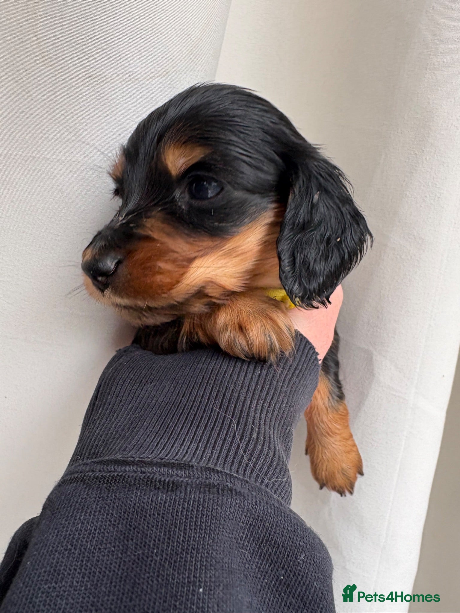Miniature Dachshund dogs Black & cream Miniature longhaired PRA clear - Advert 4