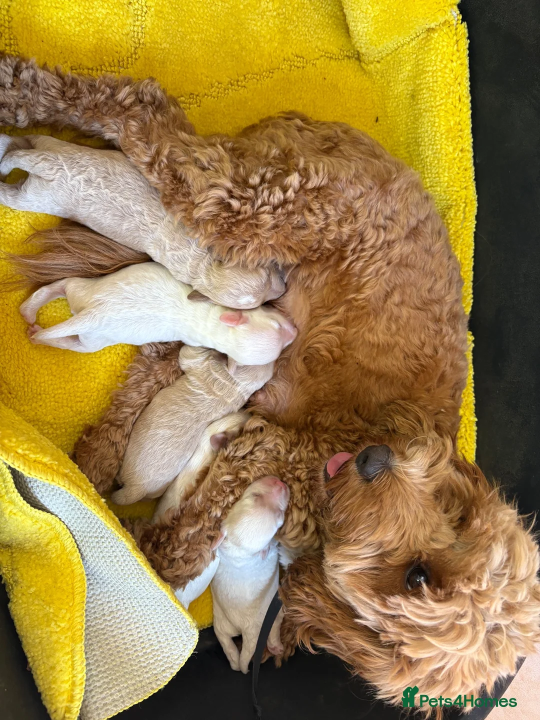 Cockapoo dogs for sale: 5 beautiful cockapoos  in Leighton Buzzard - Advert 1